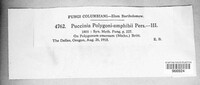 Puccinia polygoni-amphibii image